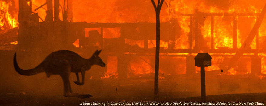 Kangourou fuyant devant les flammes d'un méga-feux en Australie