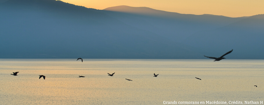 Grands cormorans en Macédoine qui volent au desus de l'eau devant le soleil levant.